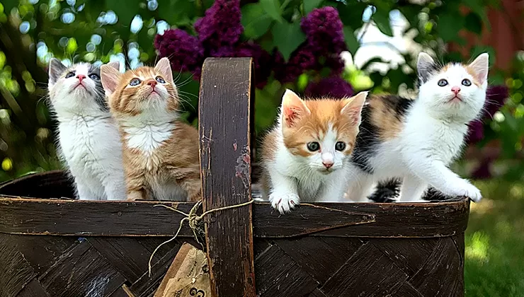 Kedi Cinsleri ve Özellikleri: Tekir kediler kaç yıl yaşar?