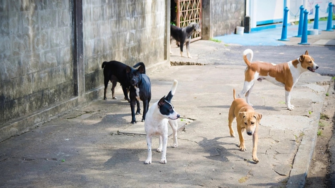 Ankara, sokak köpekleri için harekete geçti