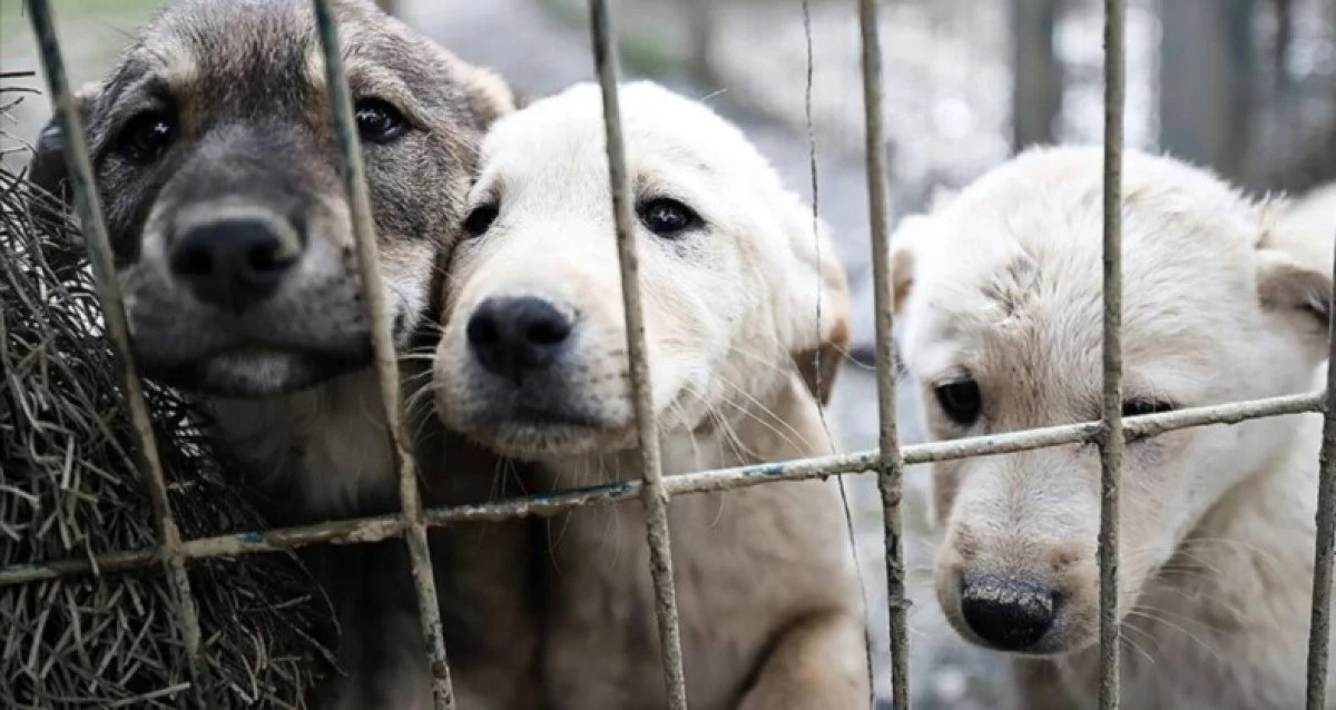 Sokak Hayvanları Yasası Çıktı! Sokak Hayvanları Uyutulacak mı, Ne olacak? Sokak Hayvanları İçin Ne Planlanıyor?🐕