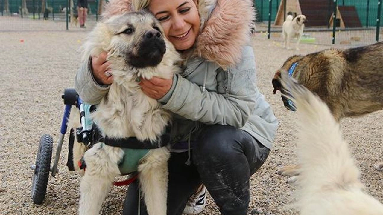 Ankara ‘Köpekvelisi’ Olayı Nedir? Buket Özgünlü Kimdir, Gündeme Nasıl Geldi, Gözaltına Alındı Mı?