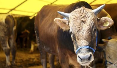 Kurban eti nasıl dağıtılır, Kurban eti yenir mi, Kurban eti nasıl saklanır?