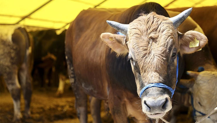 Kurban eti nasıl dağıtılır, Kurban eti yenir mi, Kurban eti nasıl saklanır?