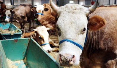 Kurban kesenler dikkat! 24 saat bekletmeden tüketmeyin