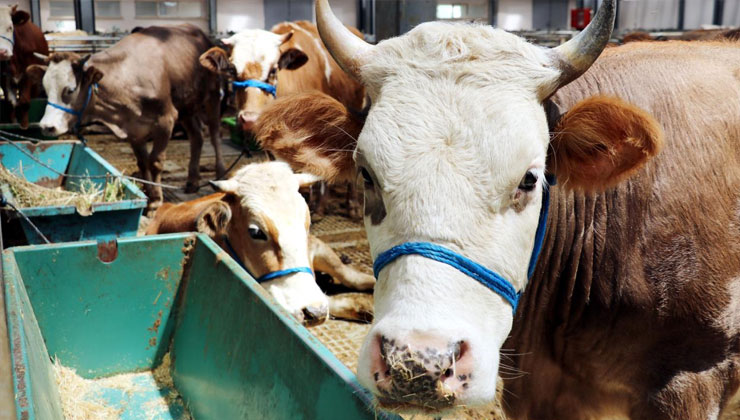 Kurban kesenler dikkat! 24 saat bekletmeden tüketmeyin