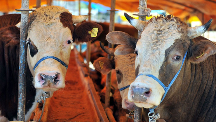 Kurban eti kaç kişiye dağıtılır, Kurban eti dağıtmak farz mı, Kurban eti ne kadar dağıtılır?