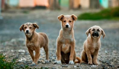 Sokak Köpekleri Düzenlemesi Bakın Meclis’ten Geçti mi? Sokak Hayvanları Yasası 5. Madde Ne Yazıyor, Yeni Düzenlemeler ve Cezalar Nelerdir?