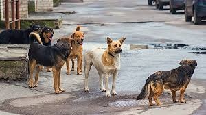 Başıboş Köpeklerle İlgili Teklif TBMM’de: Sokak Köpekleri Uyutulacak Mı? Ötenazi Nedir?