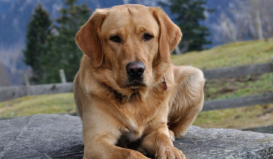 Sokak Köpekleriyle Alakalı Kanun Ne Oldu? Sokak Köpekleri Toplanacak mı, Uyutulacak mı?