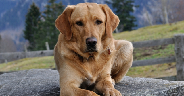 Sokak Köpekleriyle Alakalı Kanun Ne Oldu? Sokak Köpekleri Toplanacak mı, Uyutulacak mı?