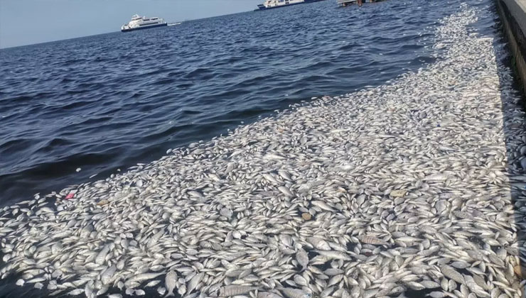 İzmir’de çevre felaketi: Bakanlık harekete geçti