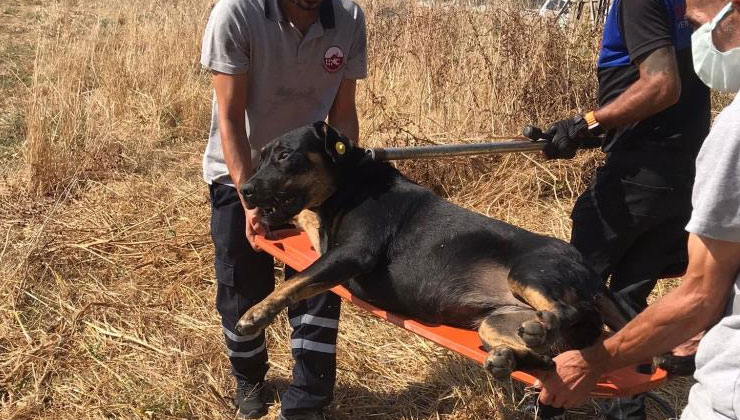 Fatih'te bir kişiyi öldüren sahipsiz köpekler toplandı