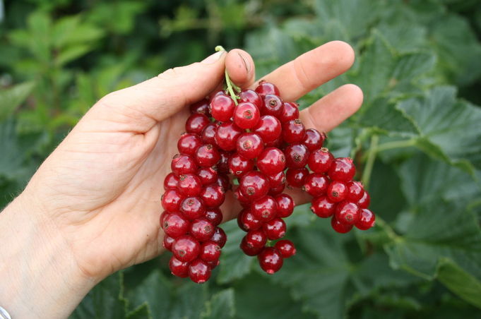 Frenk Üzümünde Hangi Vitaminler Var? Faydaları Nelerdir?