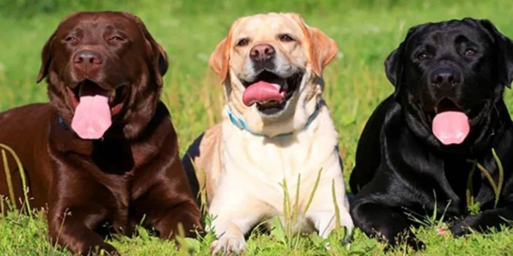 Dost Canlısı ve Akıllı: Labrador Irkının Özellikleri Nelerdir?