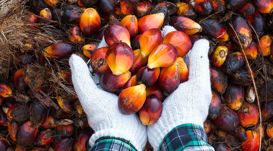 nutellada-palm-yagı