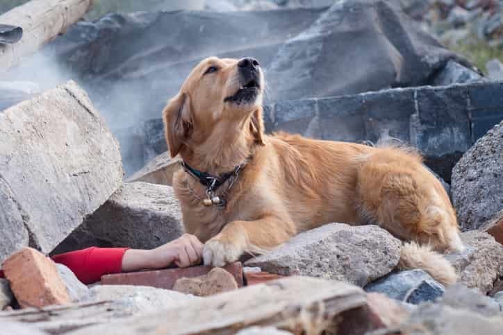 Köpekler Depremi Önceden Hissedebiliyorlar mı? Deprem Anında Tepkileri Ne Oluyor?